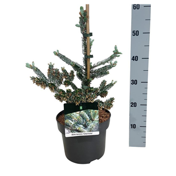 Abies koreana 'Silberlocke' F00007396
