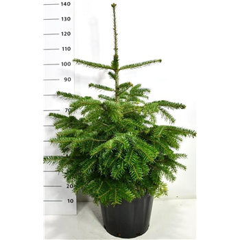 Abies nordmanniana F00006012