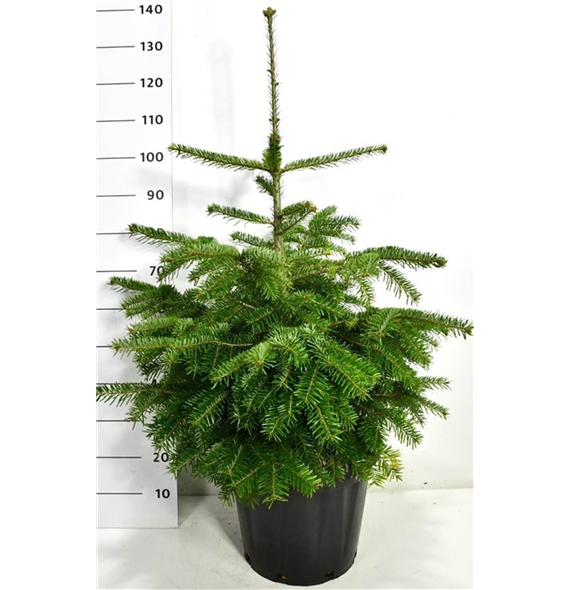 Abies nordmanniana F00006012