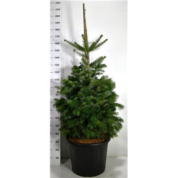 Abies nordmanniana F00005155