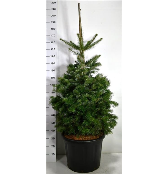 Abies nordmanniana F00005155
