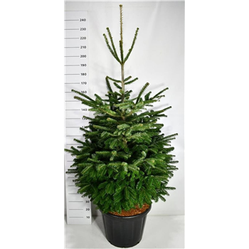 Abies nordmanniana F00006454