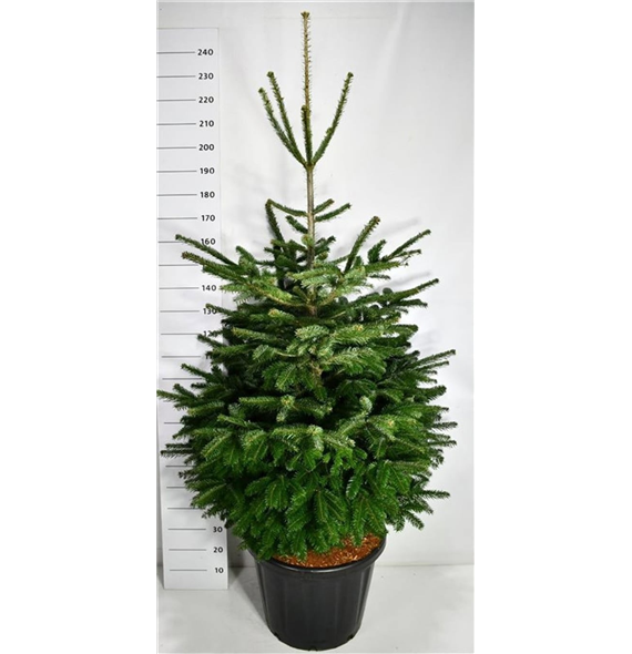 Abies nordmanniana F00006454
