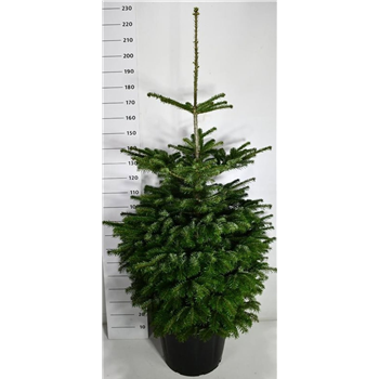 Abies nordmanniana F00006024