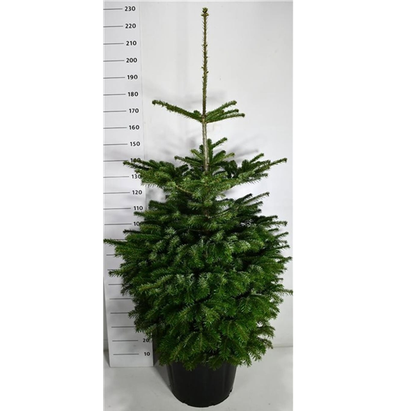 Abies nordmanniana F00006024