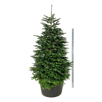 Abies nordmanniana F00007483