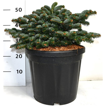 Abies nordmanniana 'Dobrichovice' F00007786