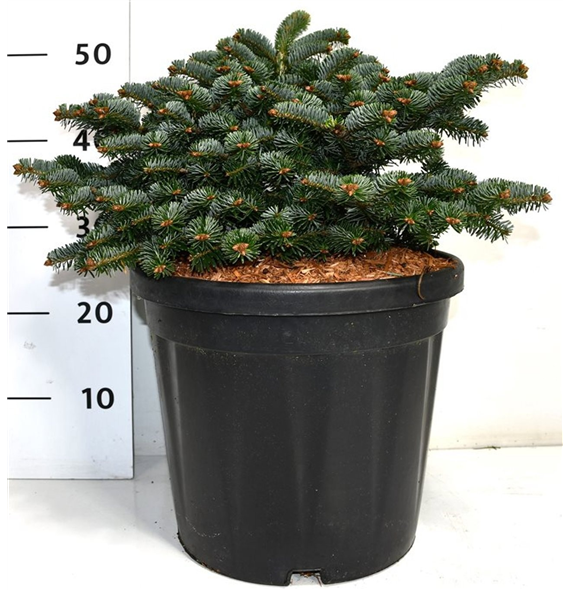 Abies nordmanniana 'Dobrichovice' F00007786