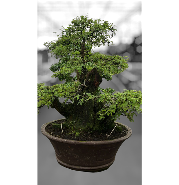 Acacia nilotica F00007769