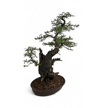 Acacia nilotica F00007768