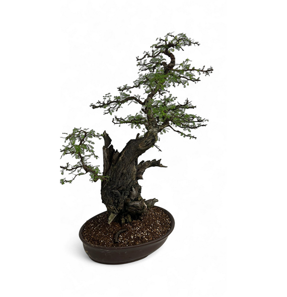 Acacia nilotica F00007768