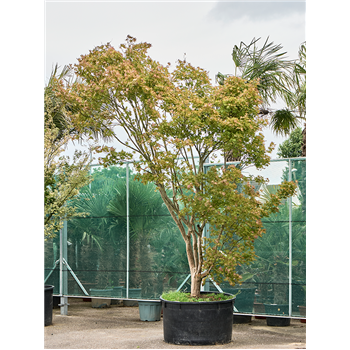 Javor pal 'Reticulatum' 5ACREVT85