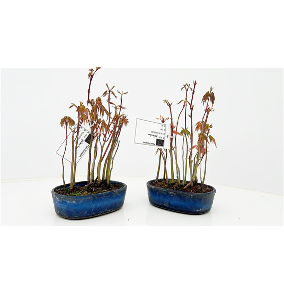 Javor palmatum F00007576