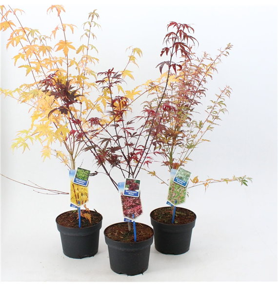 Javor palmatum F00005698