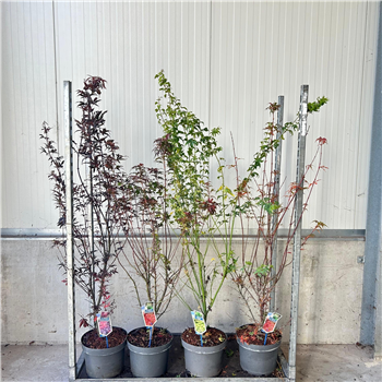 Javor palmatum F00005699