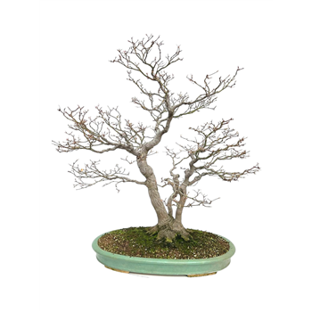 Javor palmatum F00007577