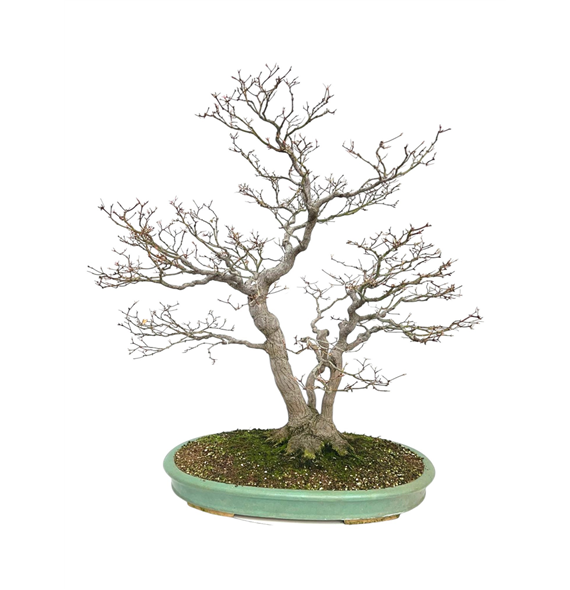 Javor palmatum F00007577