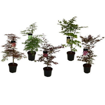 Javor palmatum F00007961