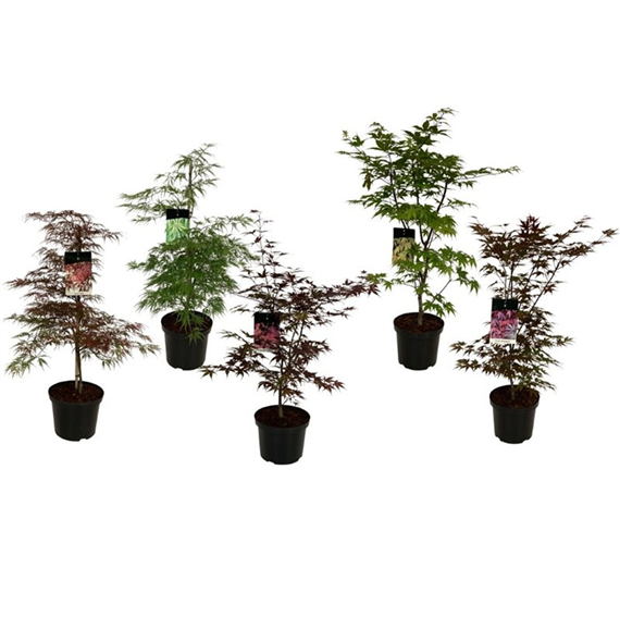 Javor palmatum F00007961