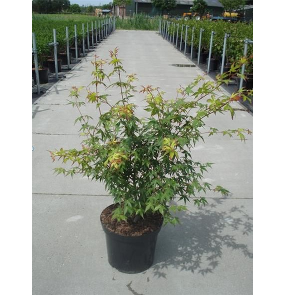 Javor palmatum F00008058