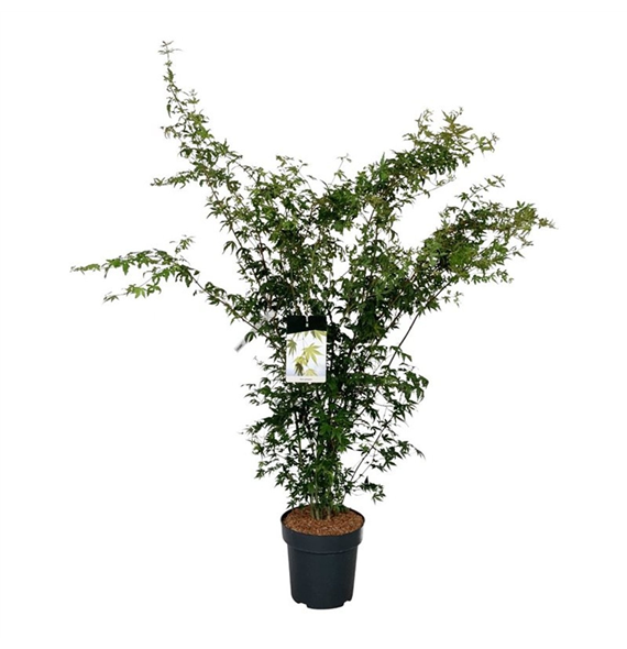 Javor palmatum F00007311