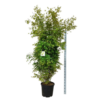 Javor palmatum F00007283