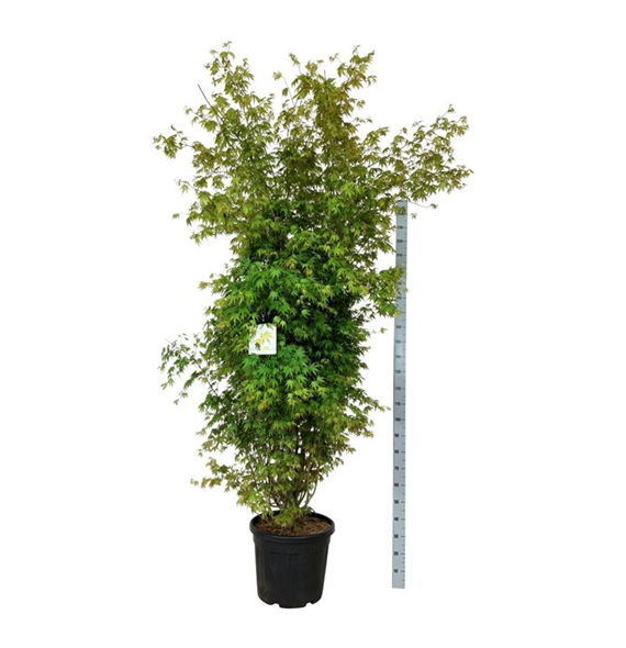 Javor palmatum F00007283