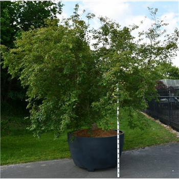 Javor palmatum F00006116