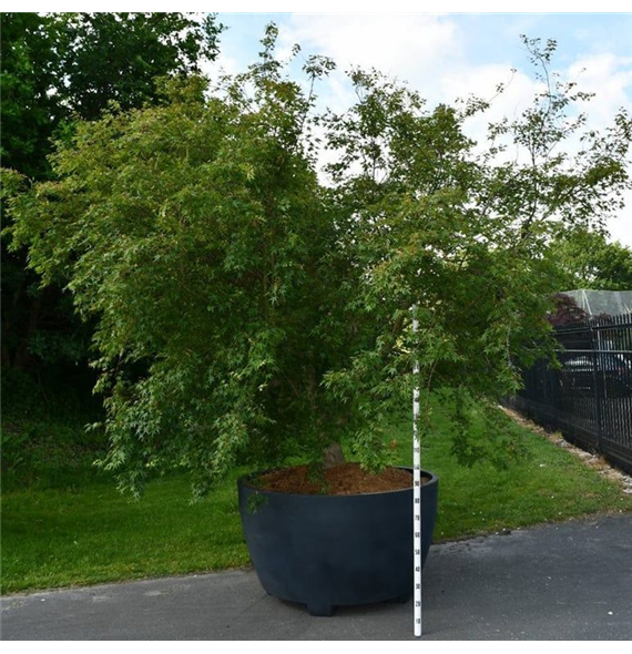Javor palmatum F00006116