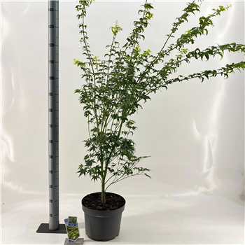 Javor palmatum 'Aoyagi' F00005700