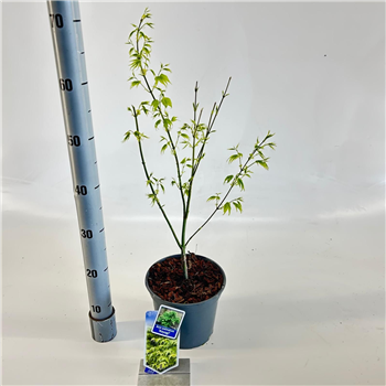Javor palmatum 'Aoyagi' F00005701
