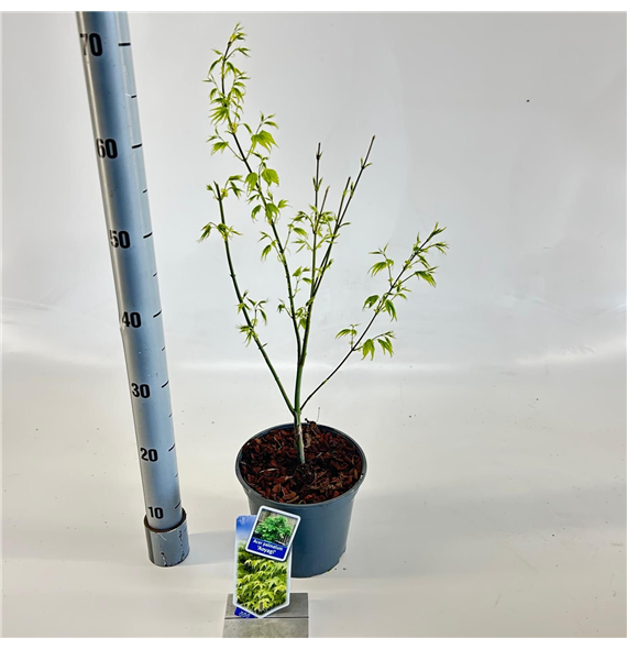 Javor palmatum 'Aoyagi' F00005701