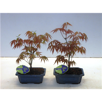 Javor palmatum 'Atropurpureum' F00007578