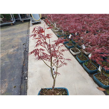 Javor palmatum 'Atropurpureum' F00007579
