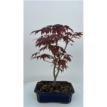 Javor palmatum 'Atropurpureum' F00007580