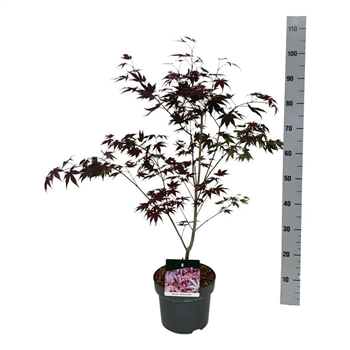 Javor palmatum 'Atropurpureum' F00007358