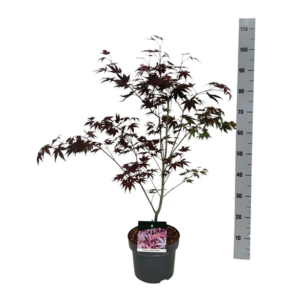 Javor palmatum 'Atropurpureum' F00007358