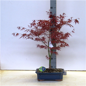 Javor palmatum 'Atropurpureum' F00007581