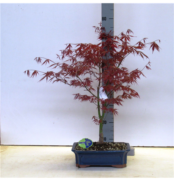 Javor palmatum 'Atropurpureum' F00007581