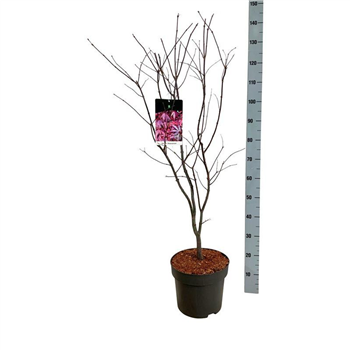 Javor palmatum 'Atropurpureum' F00007272