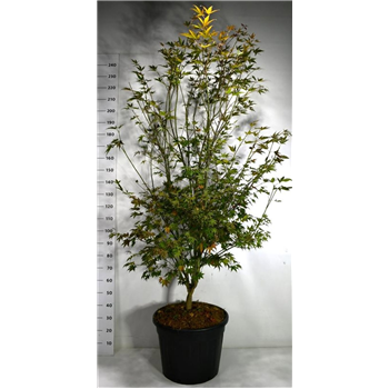 Javor palmatum 'Atropurpureum' F00006403