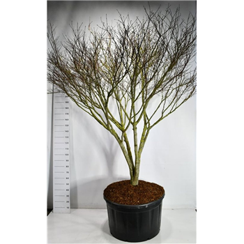 Javor palmatum 'Atropurpureum' F00006630