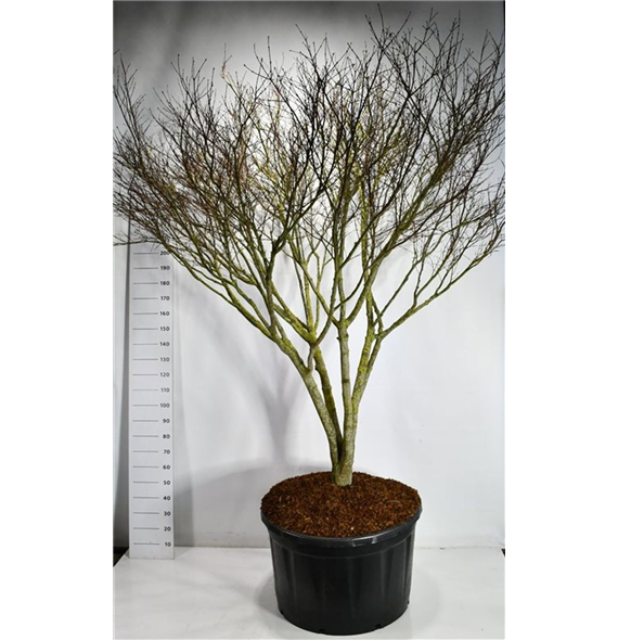 Javor palmatum 'Atropurpureum' F00006630