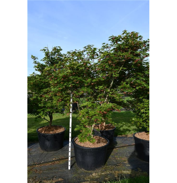 Javor palmatum 'Autumn Red' F00006178