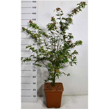 Javor palmatum 'Beni-maiko' F00006388