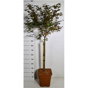 Javor palmatum 'Beni-maiko' F00006396