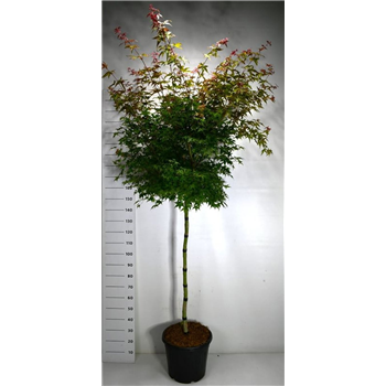 Javor palmatum 'Beni-maiko' F00006397