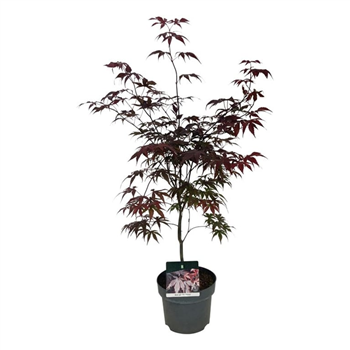 Javor palmatum 'Bloodgood' F00007364
