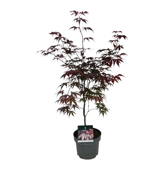 Javor palmatum 'Bloodgood' F00007364