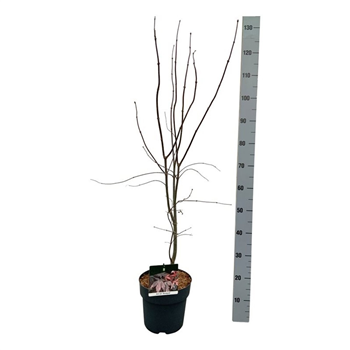 Javor palmatum 'Bloodgood' F00006875